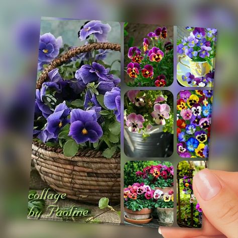 Collages violets