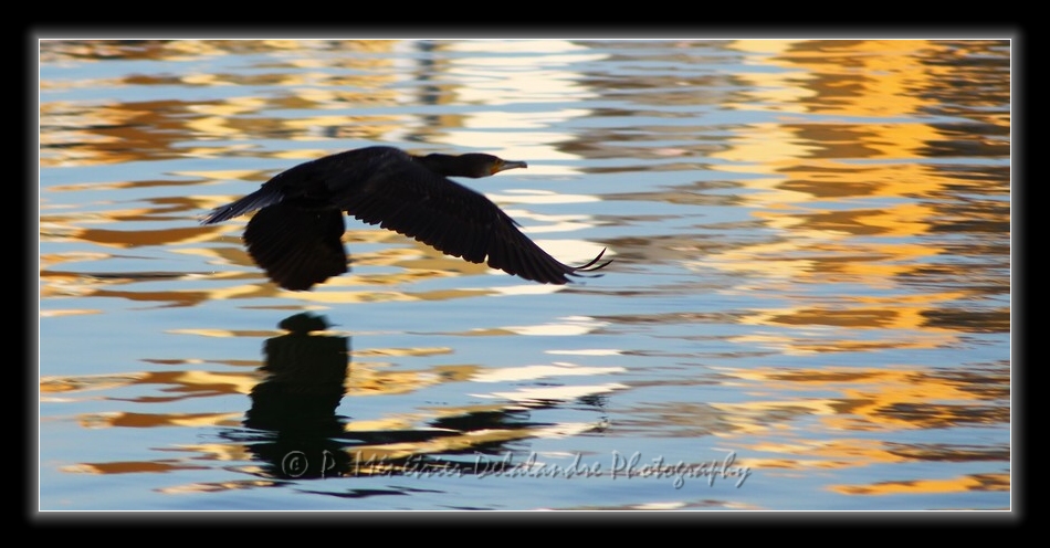 Cormoran...