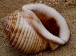 Recup coduillage de mer