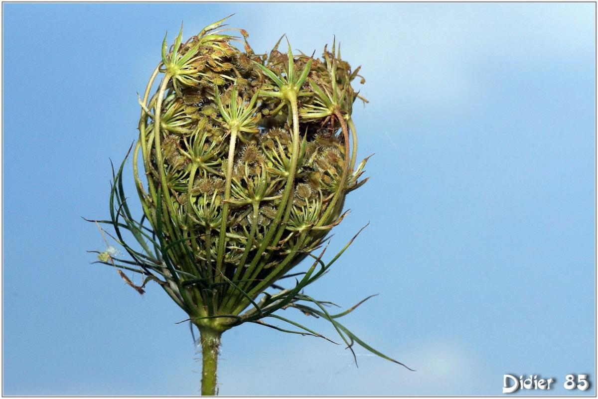 Carotte Sauvage (1) - Daucus carota