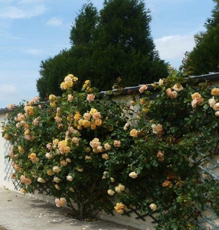 roses de juin 
