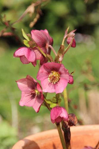 Prémices du printemps
