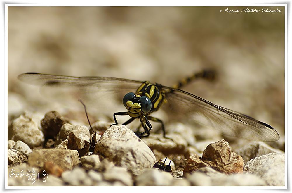 Onychogomphe à crochets ♂ (Onychogomphus uncatus)
