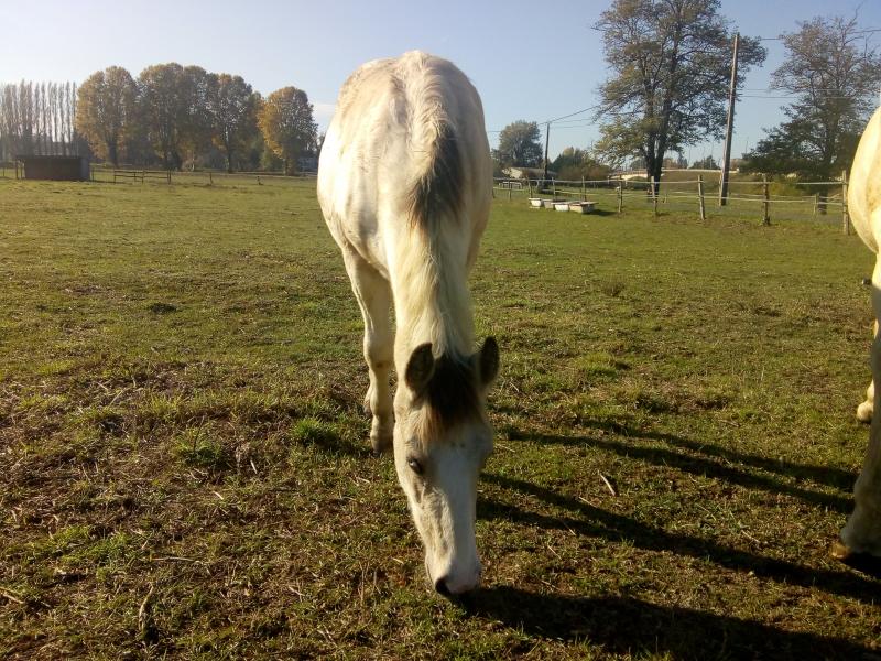ce Samedi j'ai rendu visite aux chevaux