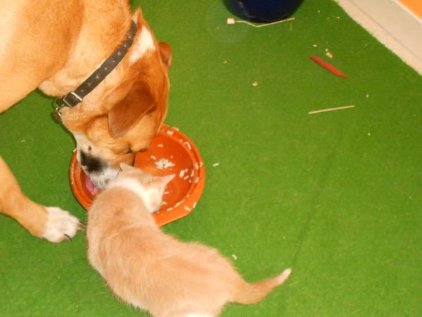 Quelques nouvelles des fauves ... !!!