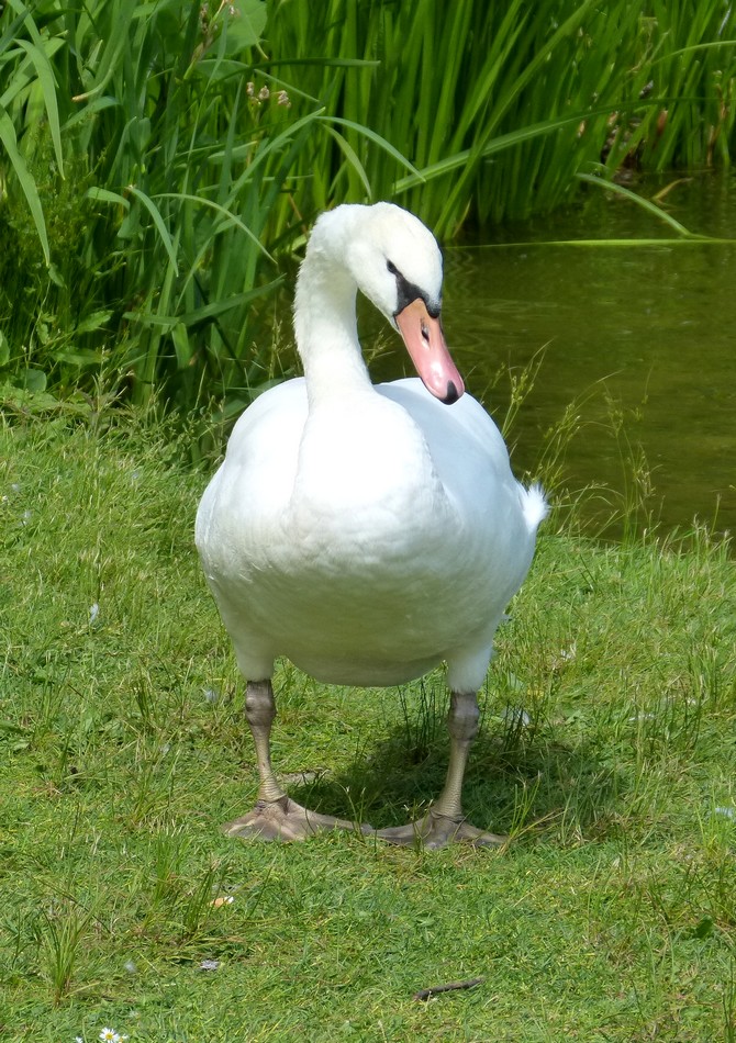 Des cygnes, des cannes et des cannetons