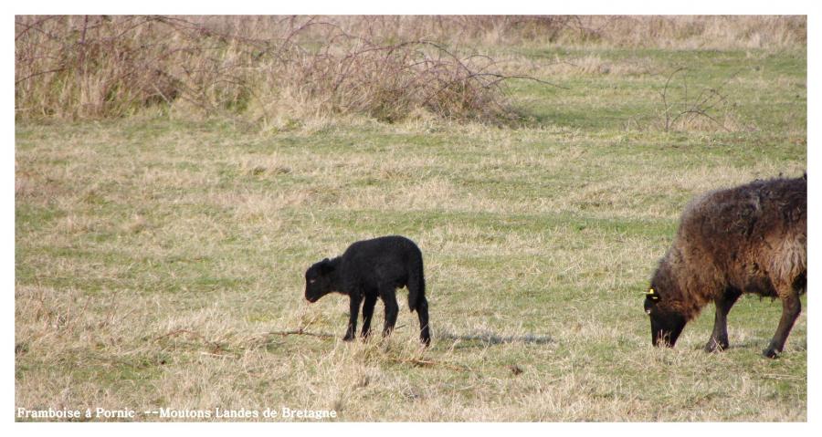 Moutons Noirs Landes de Bretagne 
