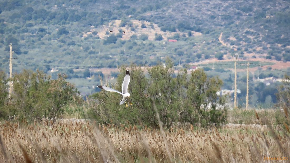 le parc naturel de l'Ebre