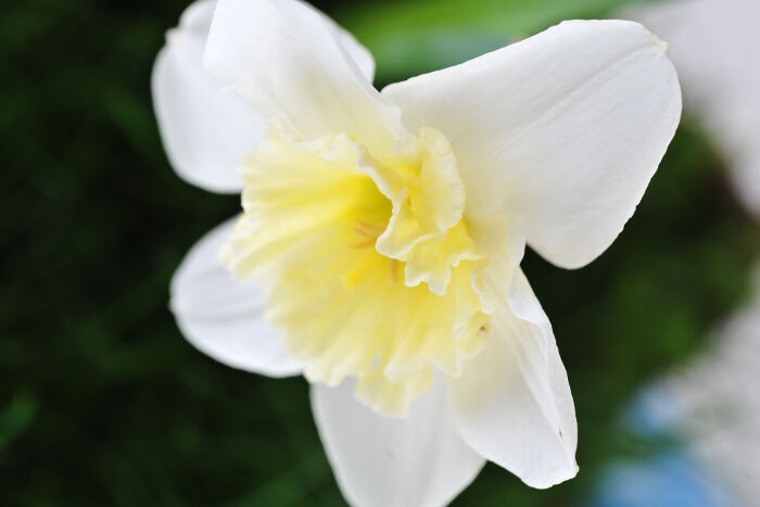 Le Narcisse - mamiecerise