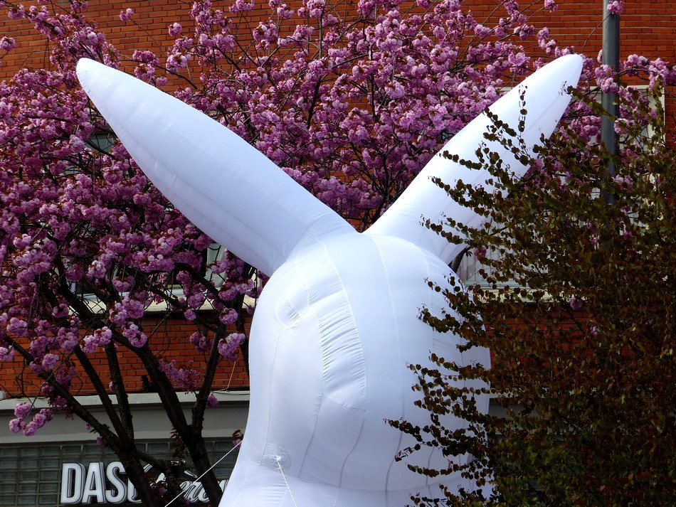 Je l'ai trouvé ... le lapin blanc ! 