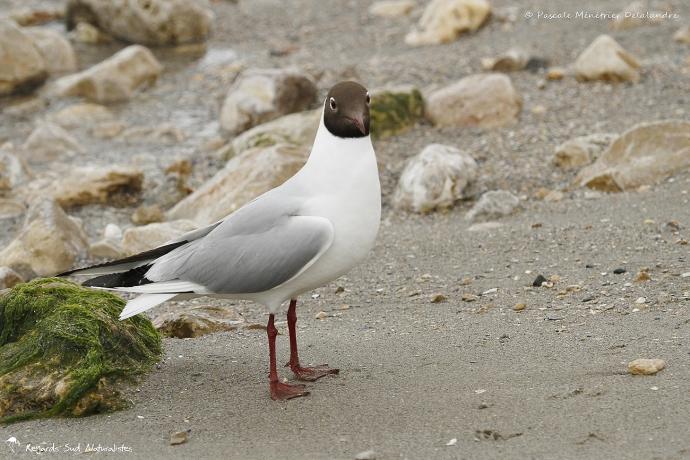 Mouette rieuse