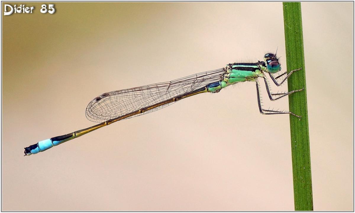 Agrion élégant (3) - Ischnura elegans