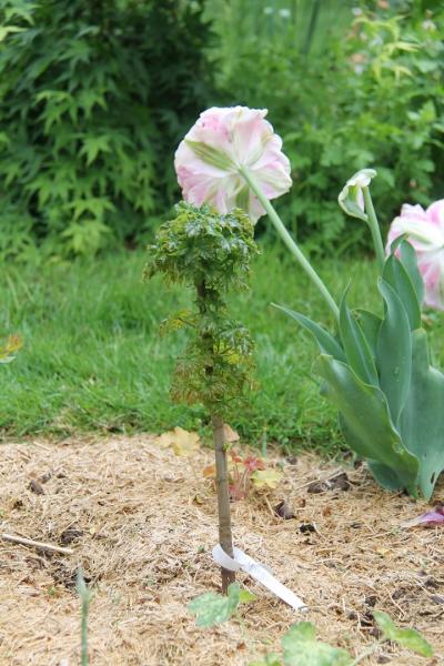 Acer platanoides Marit