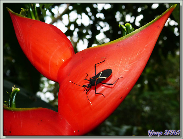 Blog de images-du-pays-des-ours : Images du Pays des Ours (et d'ailleurs ...), Punaise - Puerto Viejo de Sarapiqui - Costa Rica