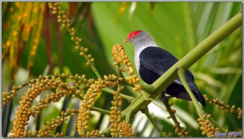 11/12/2021 : une belle journée commence avec le soleil. Départ en balade en passant par la route qui traverse la Vallée de Mai - Praslin - Seychelles 