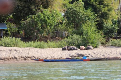 Balade en pirogue de l'île de Khong à l'île de Khöne