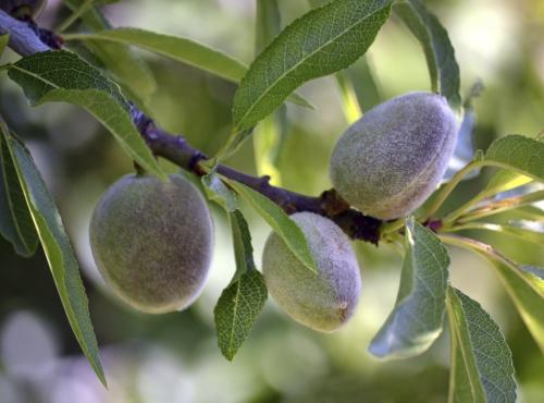 Arbre fruitier : Amandier