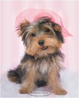Chiens marrants