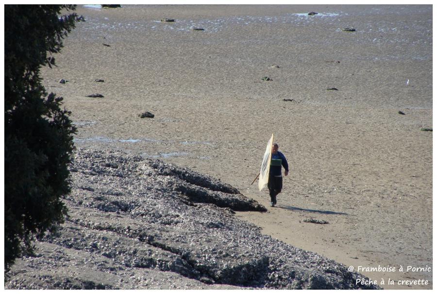 Pornic, Pêche à la crevette
