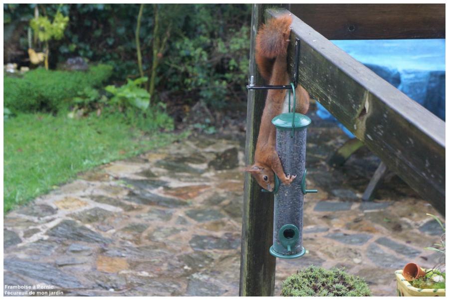 Les écureuils du jardin 