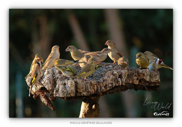 Comptage national des oiseaux des jardins les 27 et 28 janvier 2024 !