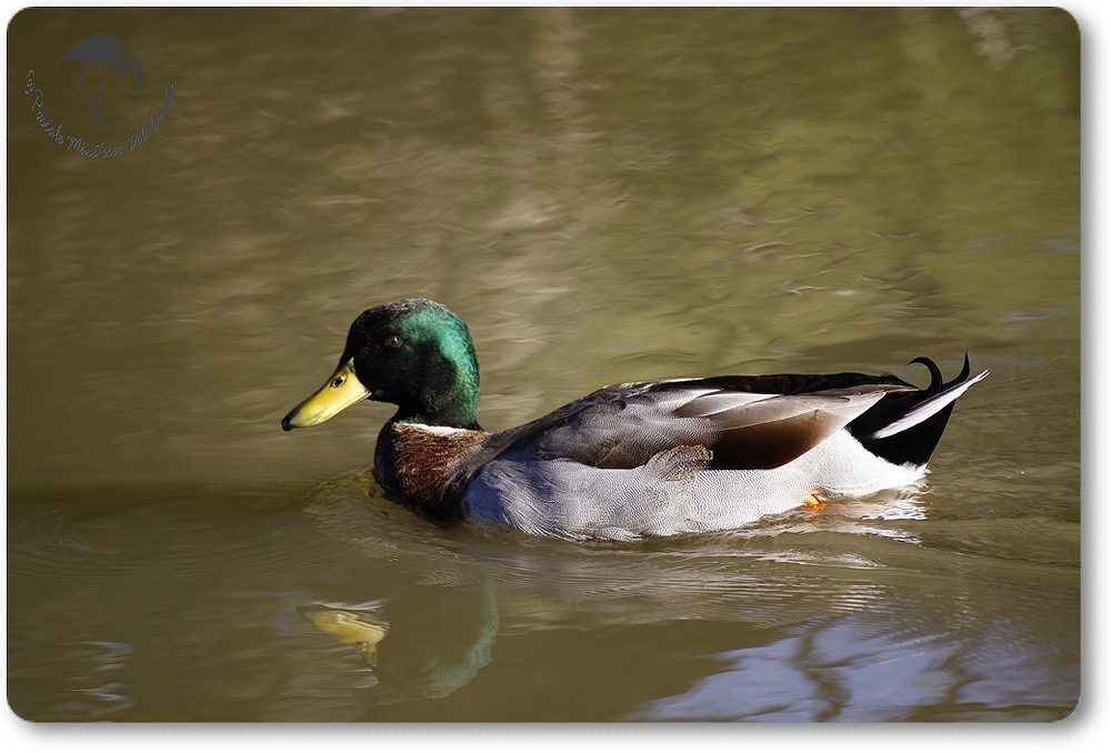 Canards Colverts...