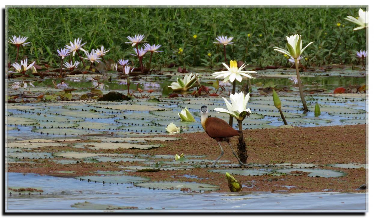 FLEURS DE LOTUS SENEGAL 2019