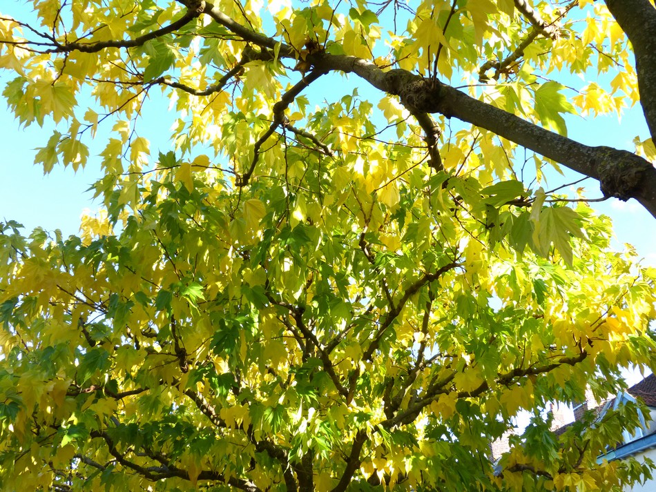 Promenade au Quartier Saint-Leu