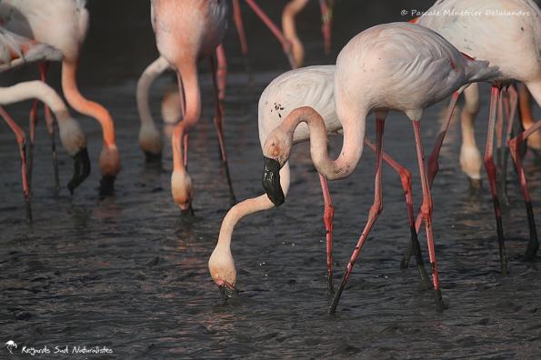 Flamants roses en patouille dans la vase...