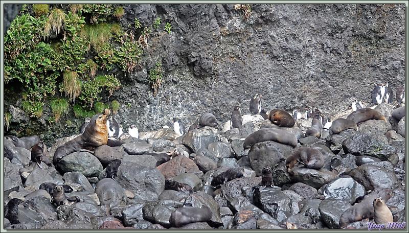 Cohabitation entre les Otaries à fourrure et Gorfous de Moseley - Gough Island - Tristan da Cunha
