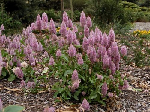 Fleurs cultivées : Ptilotus