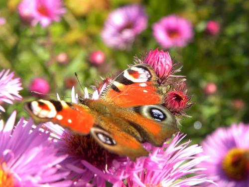 Asters et papillons