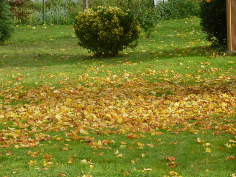 "Automne au jardin" ....