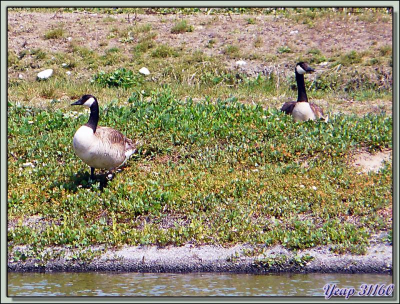 Bernache du Canada (Branta canadensis) - Les Portes-en-Ré - Ile de Ré - 17