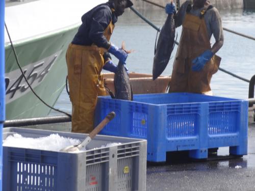 Retour de la peche aux thons sur le port de la Turballe