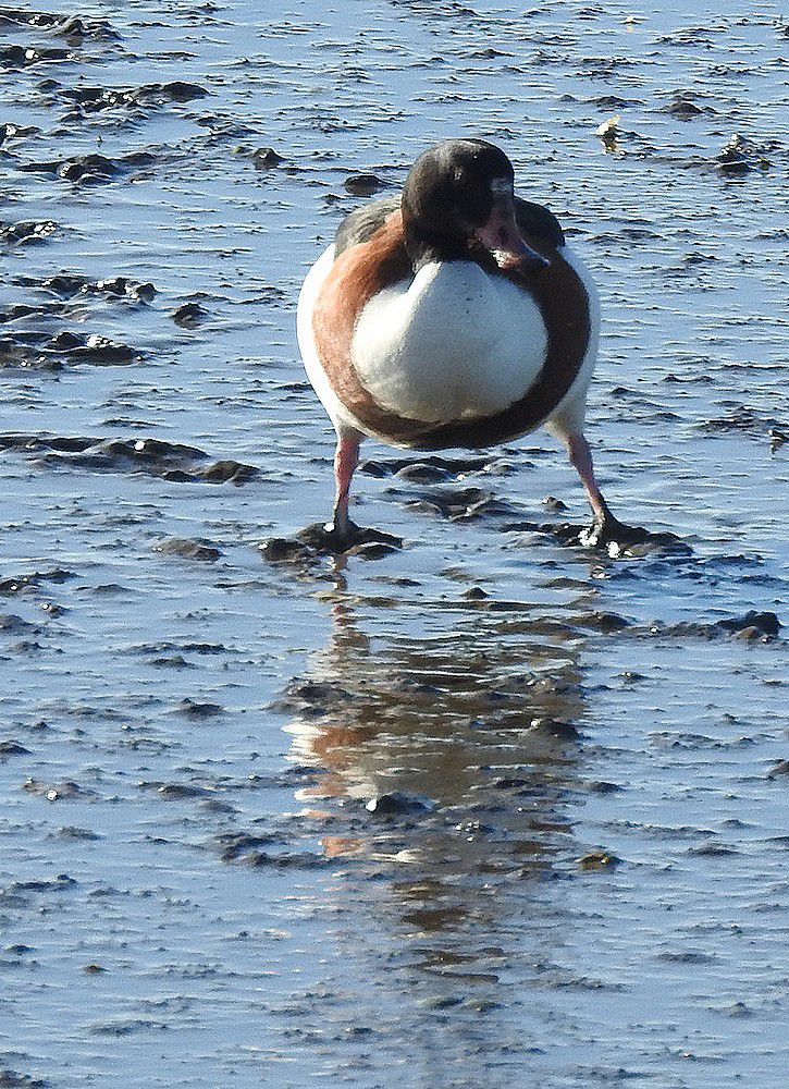 Tadornes de belon - décembre 2023...