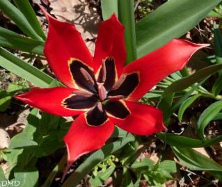 Tulipa agenensis - tulipe d'Agen - tulipe oeil de soleil