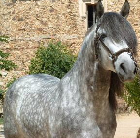 EWENN CONGAR - 2ème partie