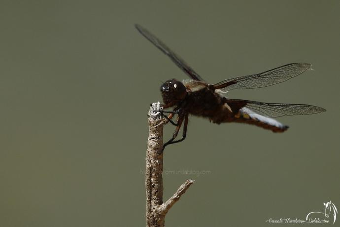 Libellule déprimée ♂ - Libellula depressa