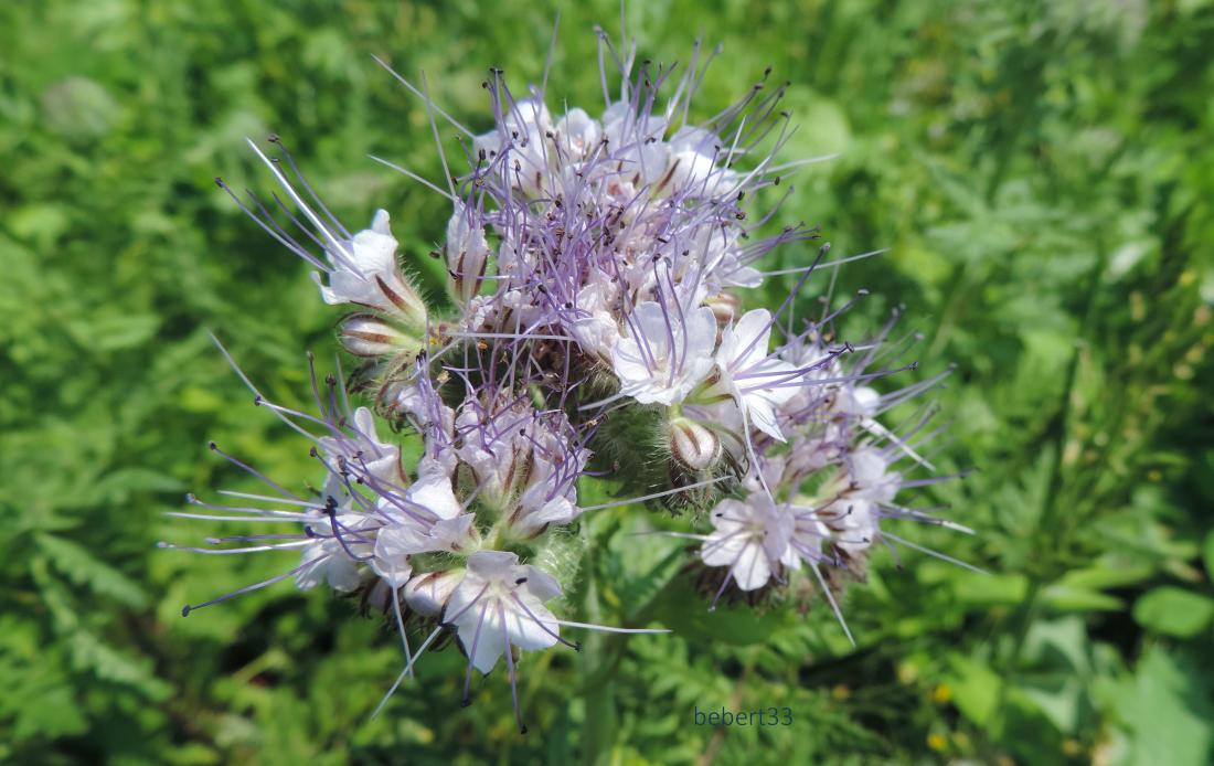 mes fleurs du jardin pour vous !
