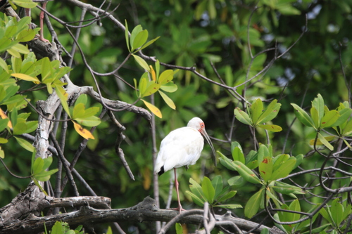 Ibis blanc (American White Ibis) (Eudocimus albus)