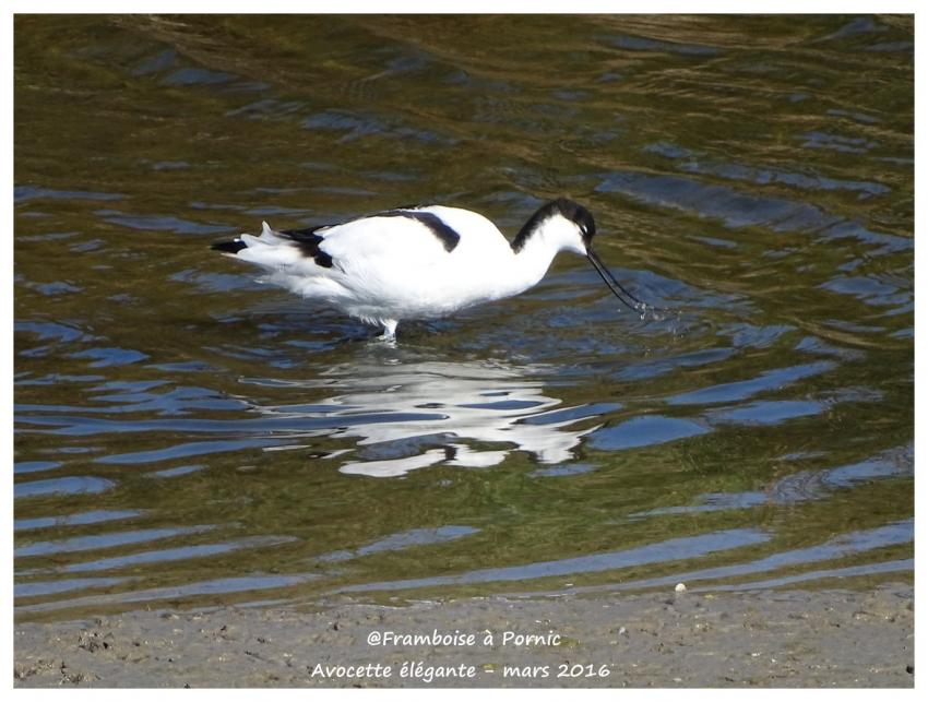 Avocette élégante - Mars 2016