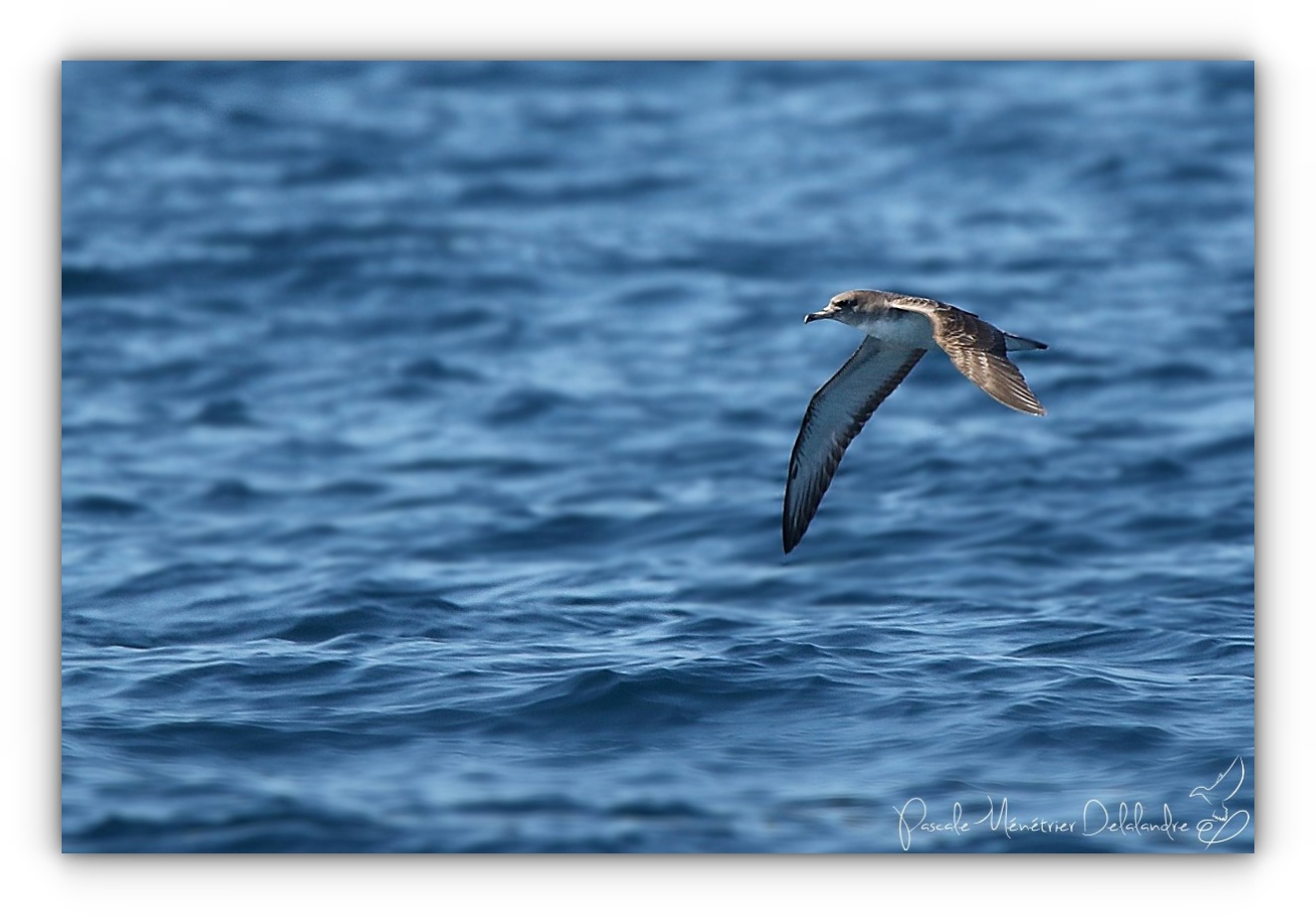En mer, de belles rencontres...