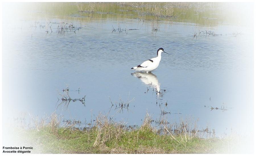 Avocette élégante