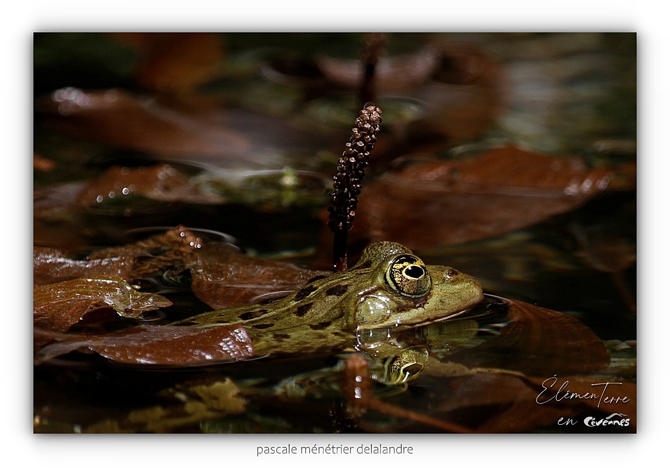 Grenouilles rieuses
