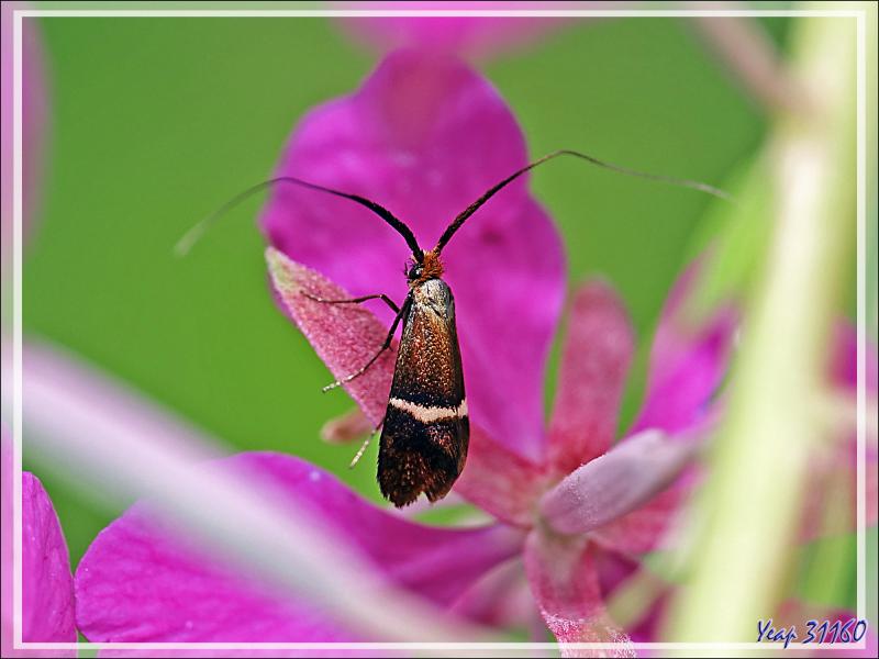 Micro-papillon Adèle femelle (Adela australis) environ 7 mm de long (les sépales des fleurs d'épilobes font 11 mm) - Lartigau - Milhas - 31