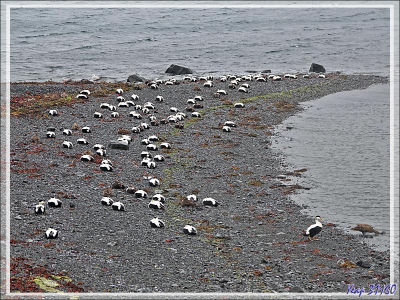 08/06/2023 : la découverte du fjord Hvalfjordur se poursuit sous une pluie battante, paysage quasi inexistant car nous baignons dans la brume - Islande