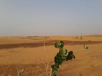 Depuis Nouakchott