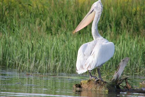 Dans le delta du Danube, 4 : les pélicans