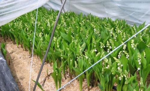 Fleurs cultivées : Muguet